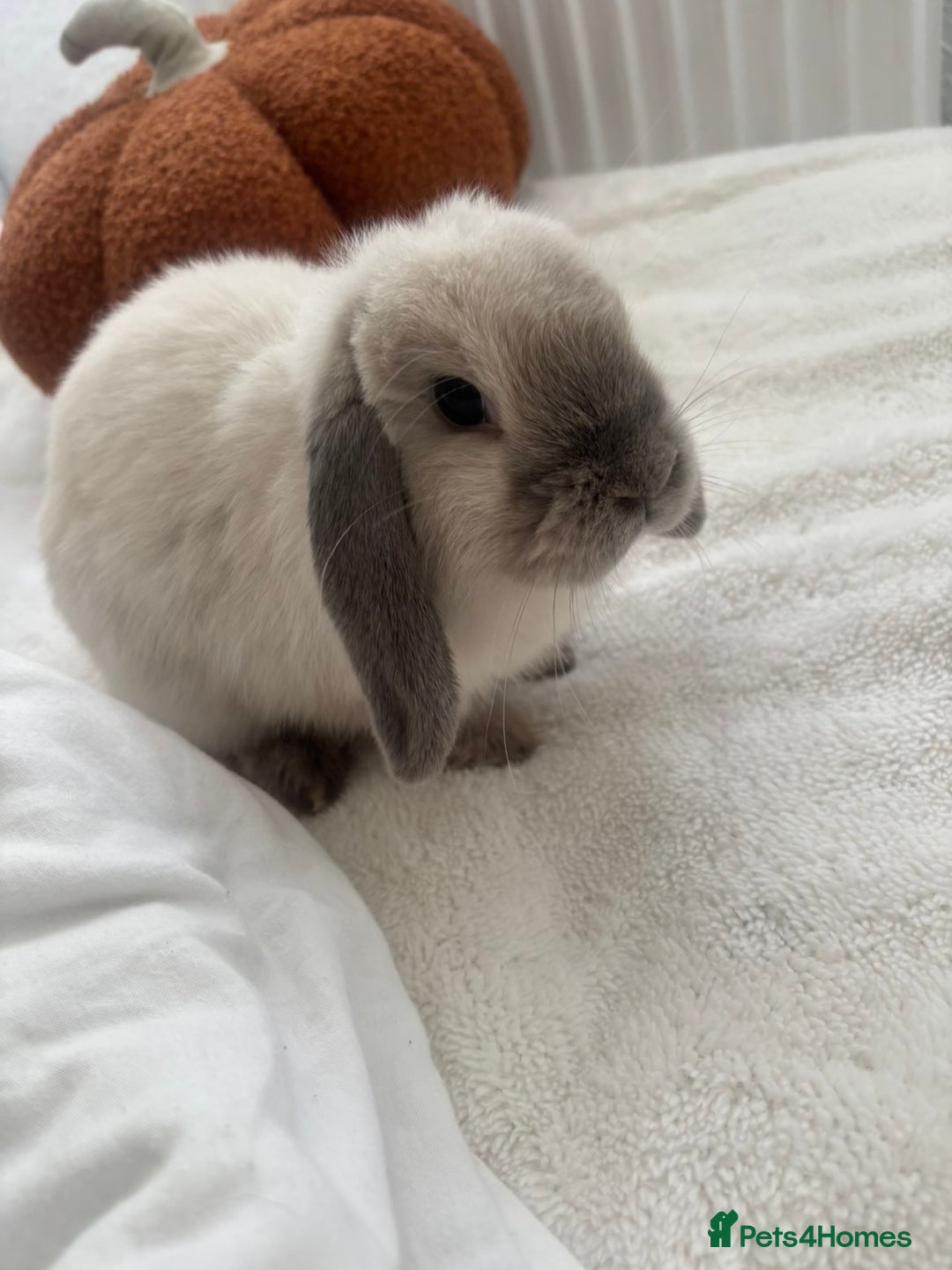 Mini Lop rabbits for sale: House trained female mini lop rabbit & full setup - Image 1