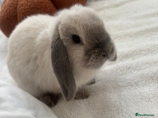 Mini Lop rabbits - Advert 12