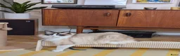 Ragdoll cats for sale: Adult ragdoll male - Advert 11