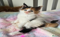 Maine Coon cats for sale: TICA registered pedigree Maincoon kittens - Image 10