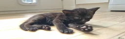 British Shorthair cats for sale: 😸 British Shorthair Kittens Ready to Reserve 😸  - Advert 16