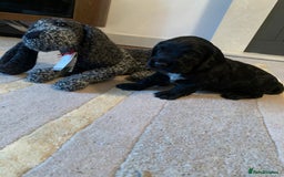 Cocker Spaniel dogs for sale: COCKER SPANIELS - Advert 9