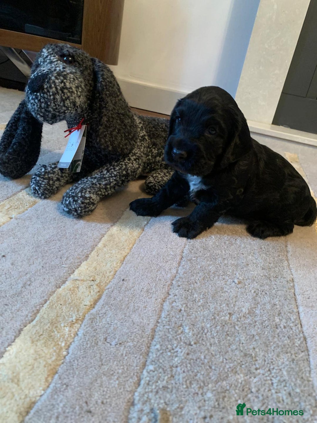 Cocker Spaniel dogs for sale: COCKER SPANIELS - Advert 9