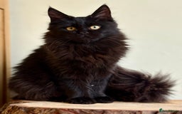 Maine Coon cats for sale: Beautiful pure bread maine coon kittens  - Image 6