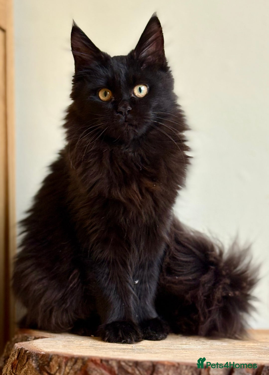 Maine Coon cats for sale: Beautiful pure bread maine coon kittens  - Image 6