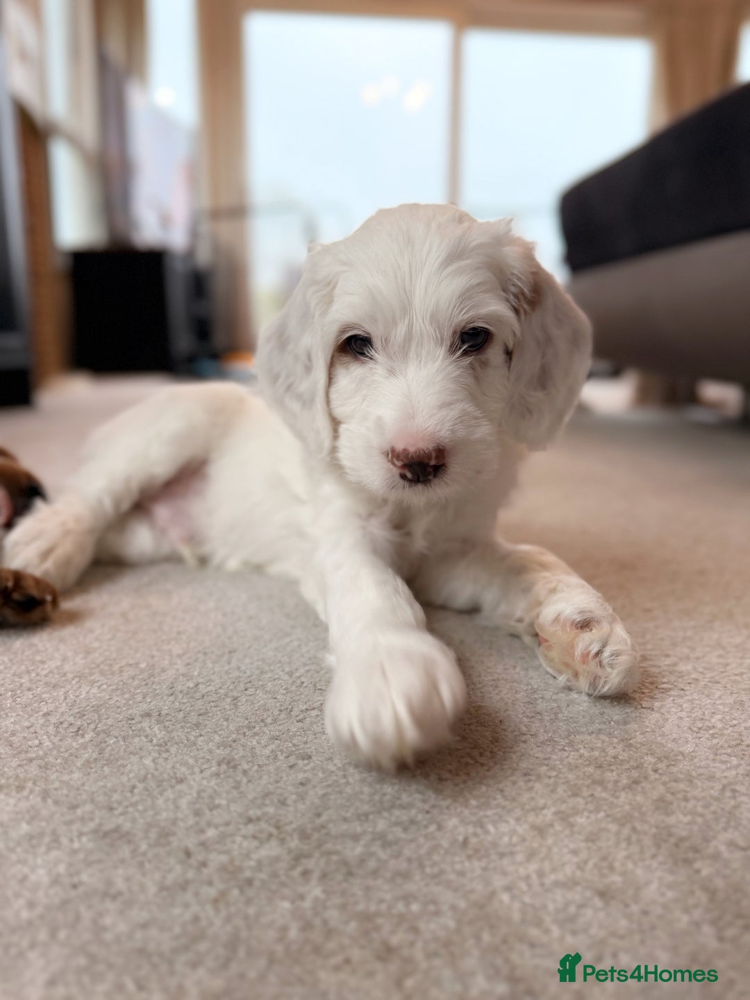 Australian Labradoodle dogs for sale: 🐶READY FOR NEW 🏡 Pure Australian Labradoodle  - Image 9