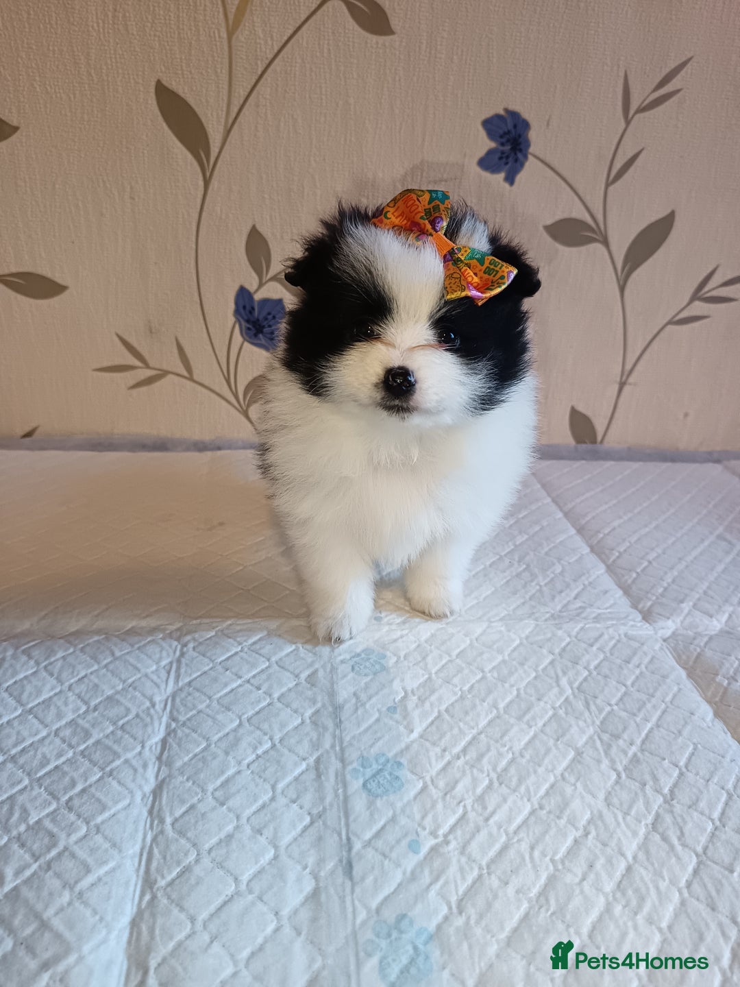 Pomeranian dogs for sale: Barnsley  - Advert 19
