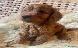 Cavapoo dogs for sale: F1 CAVAPOO BOY,READY NOW. - Advert 5