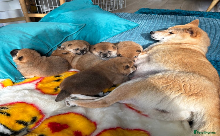 Japanese Shiba Inu dogs - Advert 4