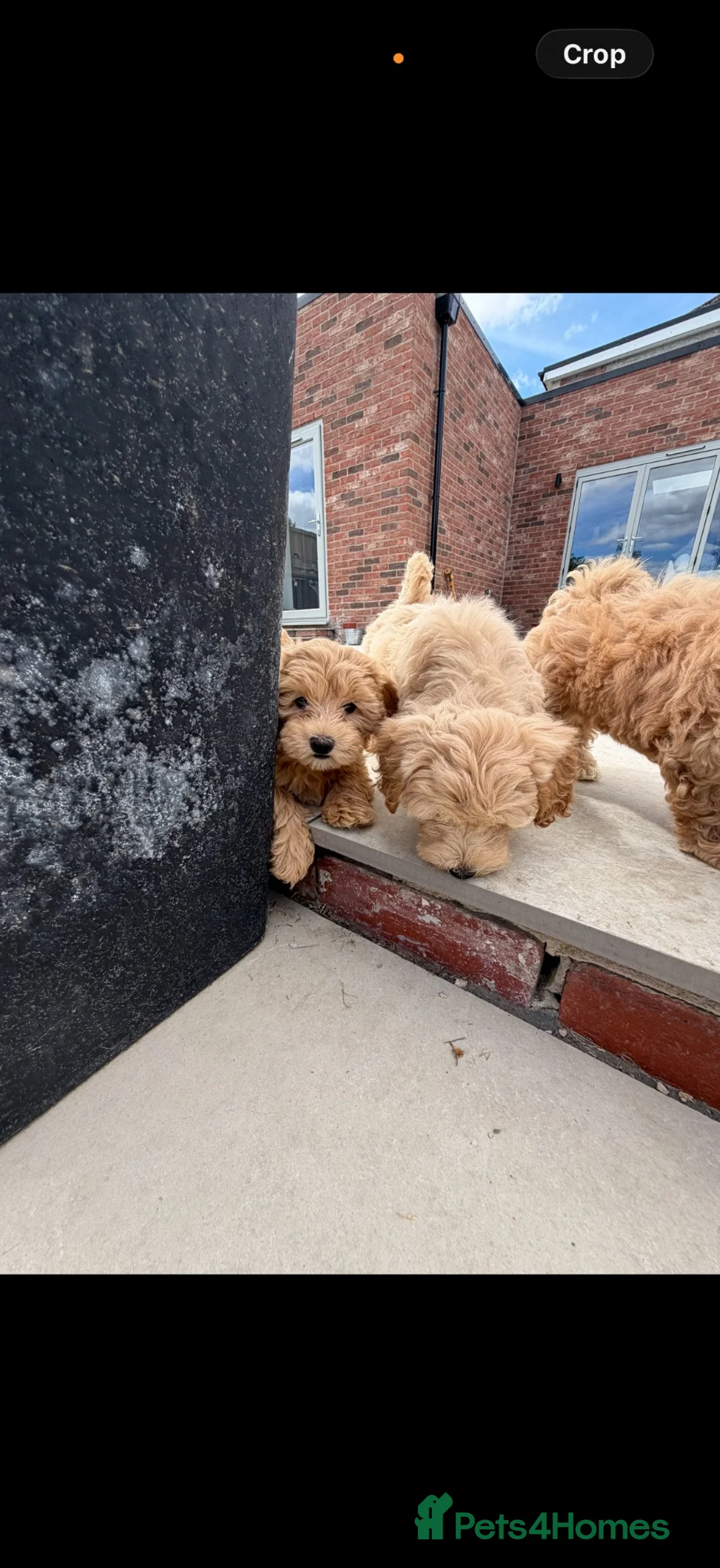 Maltipoo dogs for sale: Adorable Health tested F1 Maltipoo puppies - Advert 2