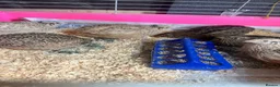 Quail poultry for sale: Coturnix, CPQ and bobwhite quails - Advert 4