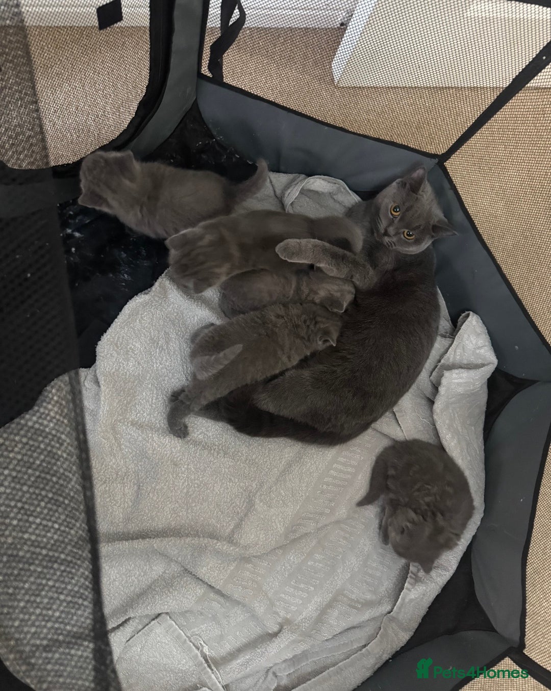 British Shorthair cats for sale: Blue British shorthair  - Advert 3