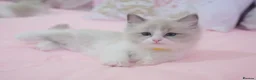 Ragdoll cats for sale: Beautiful Ragdolls  in Oldbury - Advert 5