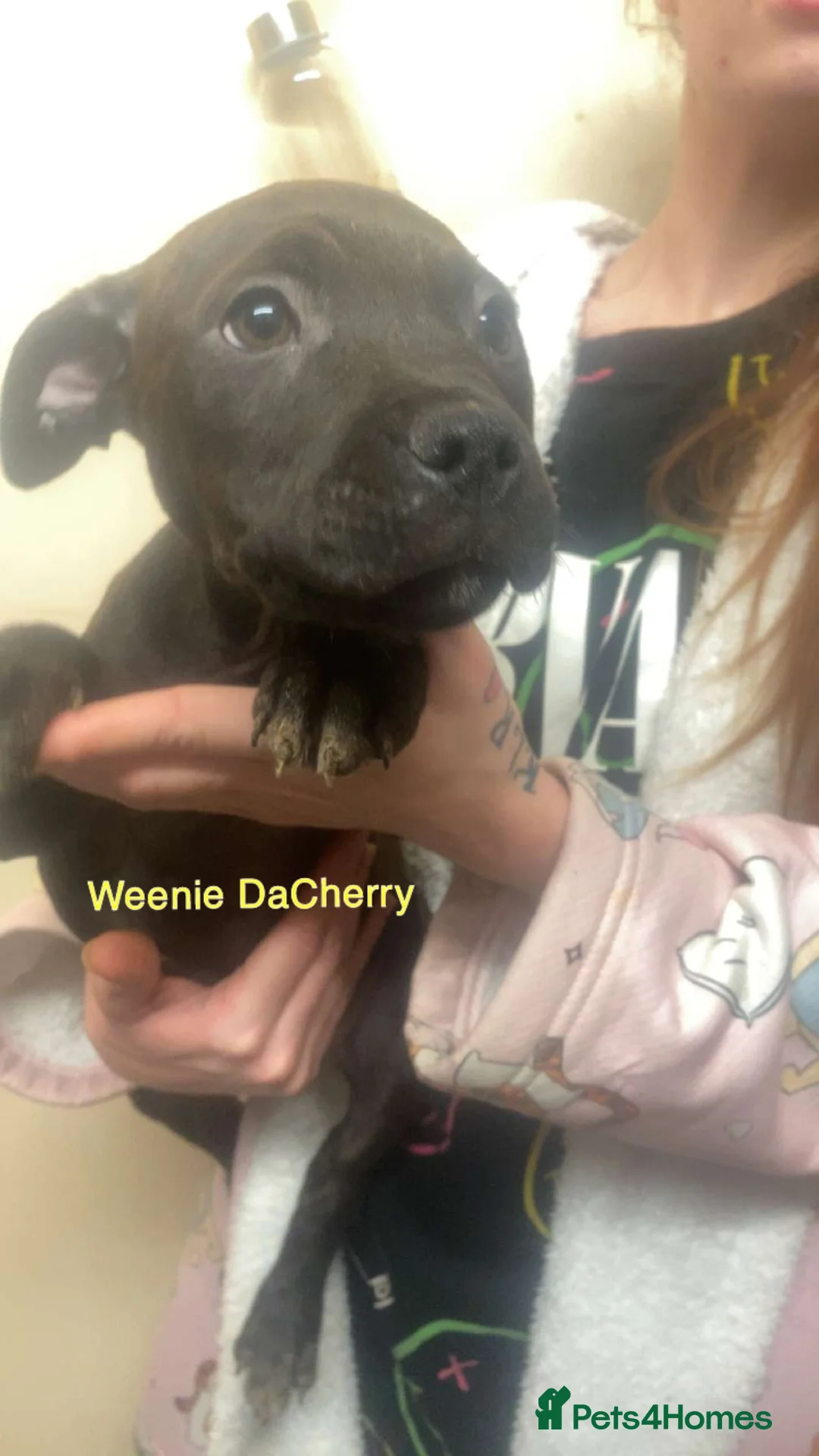 Staffordshire Bull Terrier dogs for sale: Beautiful Staffies pups  - Advert 15