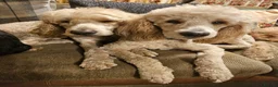 Goldendoodle dogs for sale: Exceptional Health tested Goldendoodle puppies - Advert 29