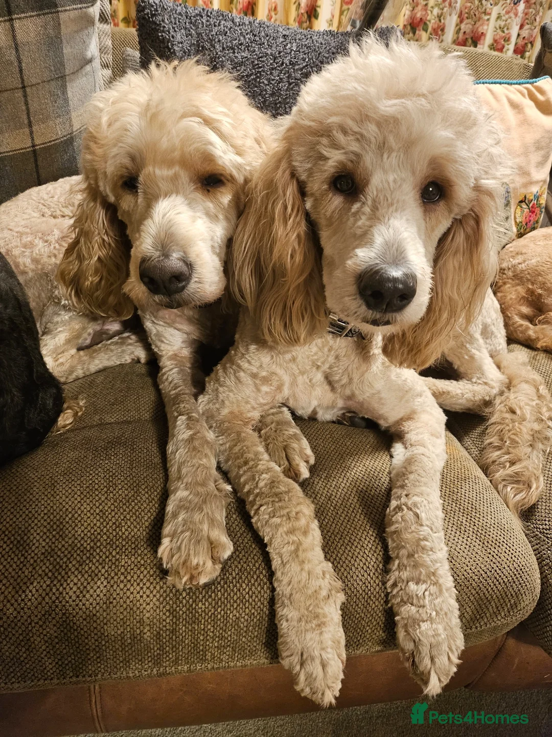Goldendoodle dogs for sale: Exceptional Health tested Goldendoodle puppies - Advert 29