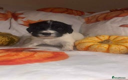 Mixed Breed dogs for sale: Springer cross puppies  - Image 5