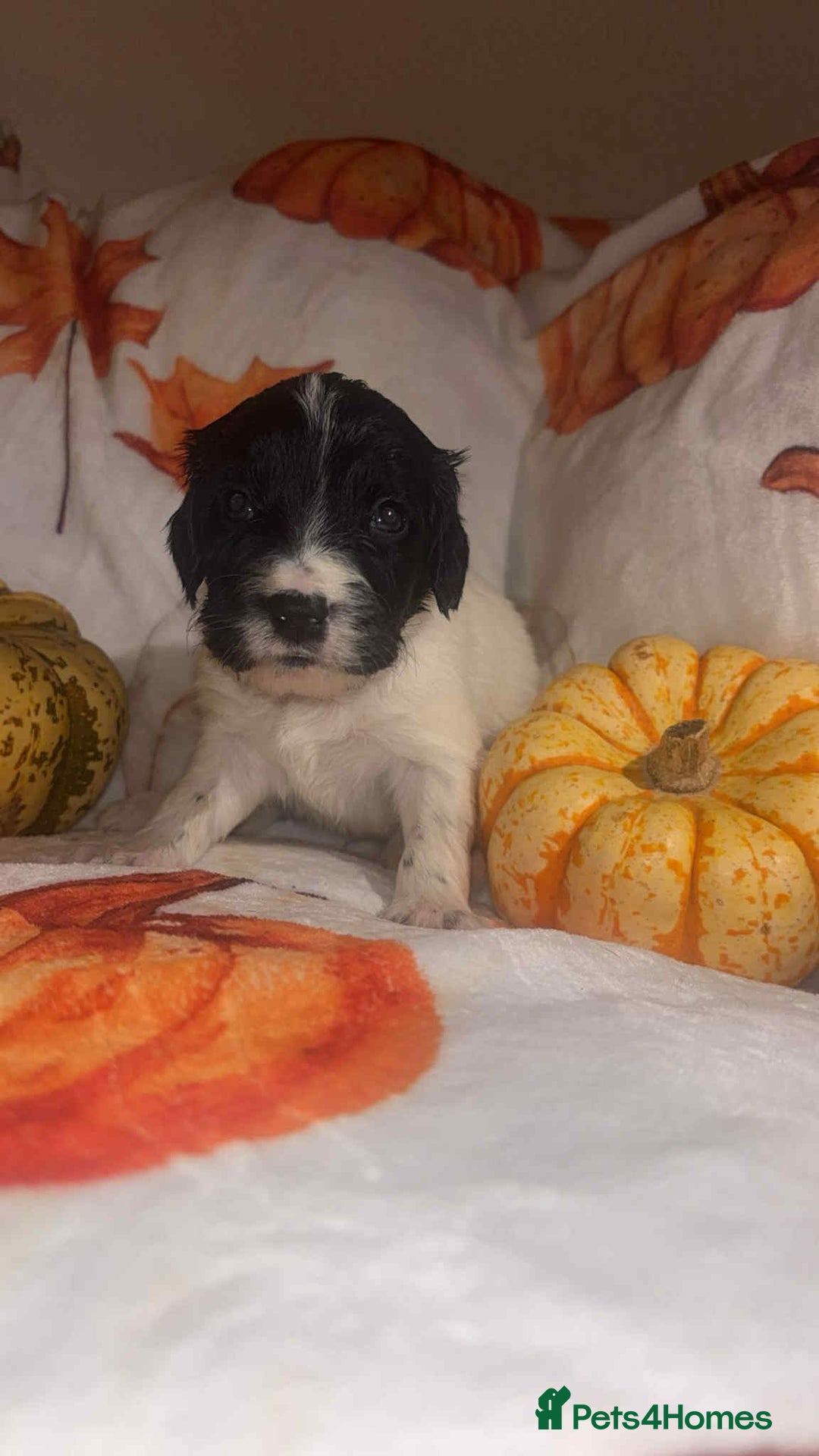 Mixed Breed dogs for sale: Springer cross puppies  - Image 5