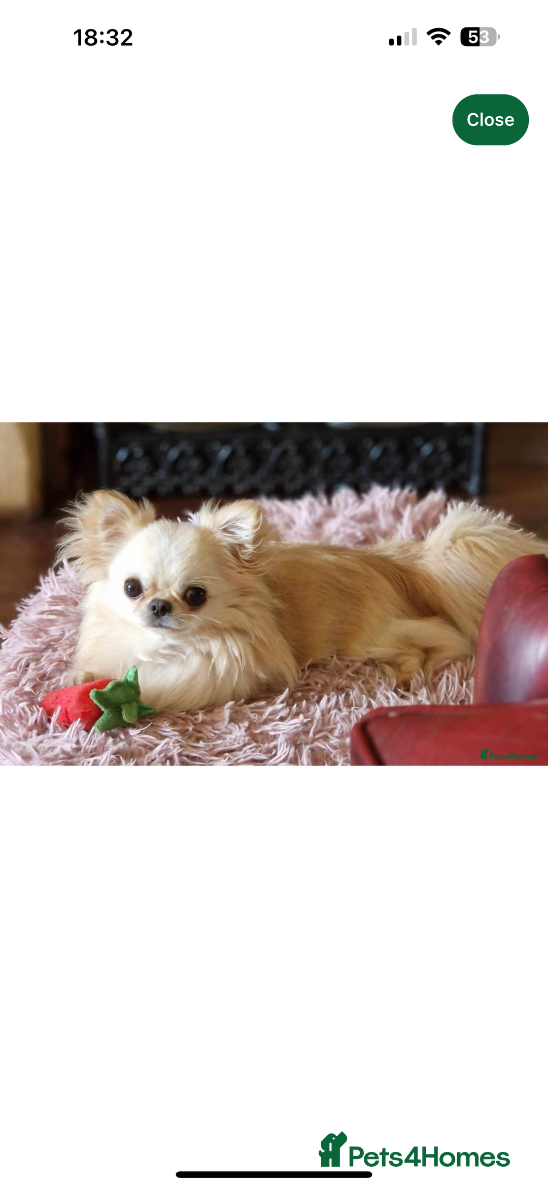 Chihuahua dogs for sale: KC long coat cream chihuahua puppies  - Advert 9