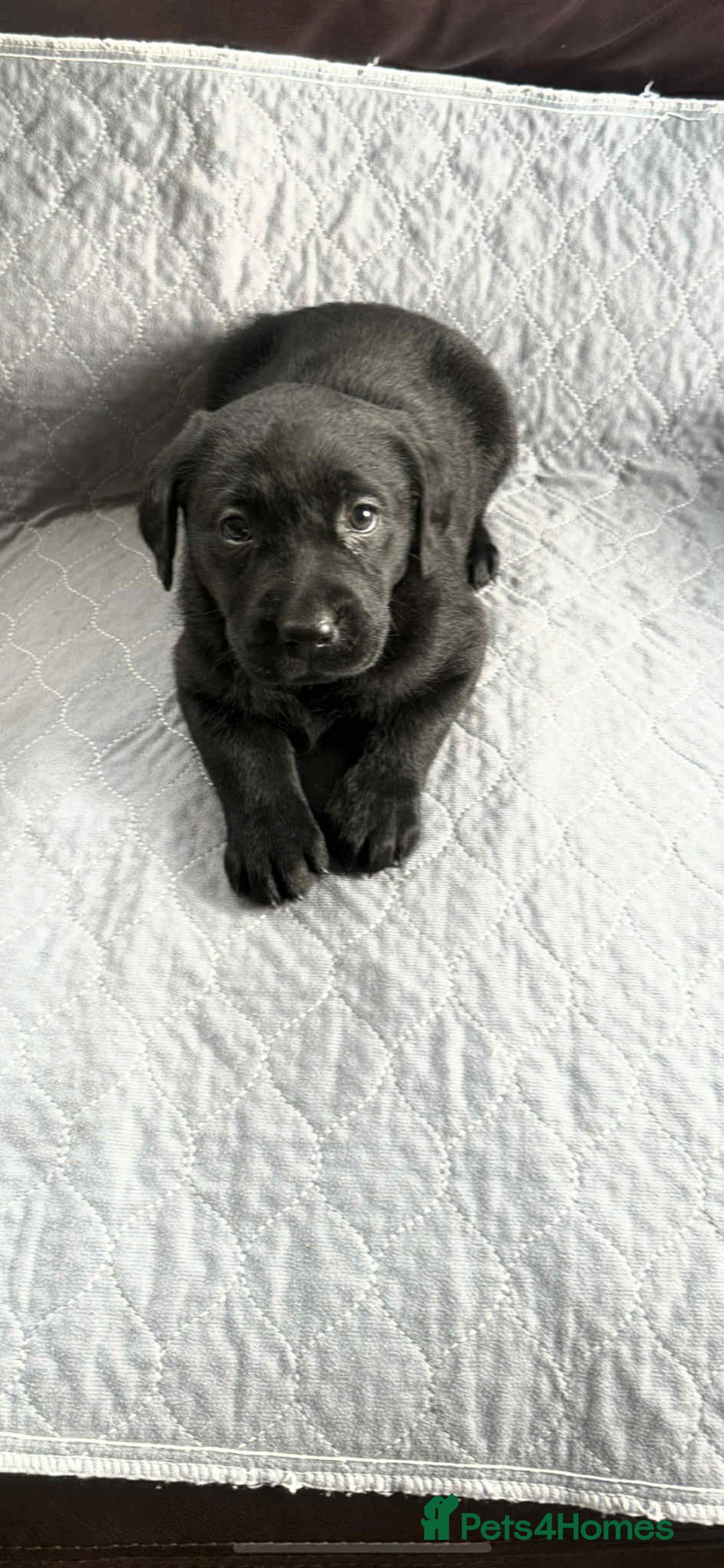 Labrador Retriever dogs for sale: two stunning labrador puppies - Advert 2