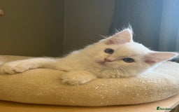 Ragdoll cats for sale: Cream point boy ready now in Lincoln - Image 12