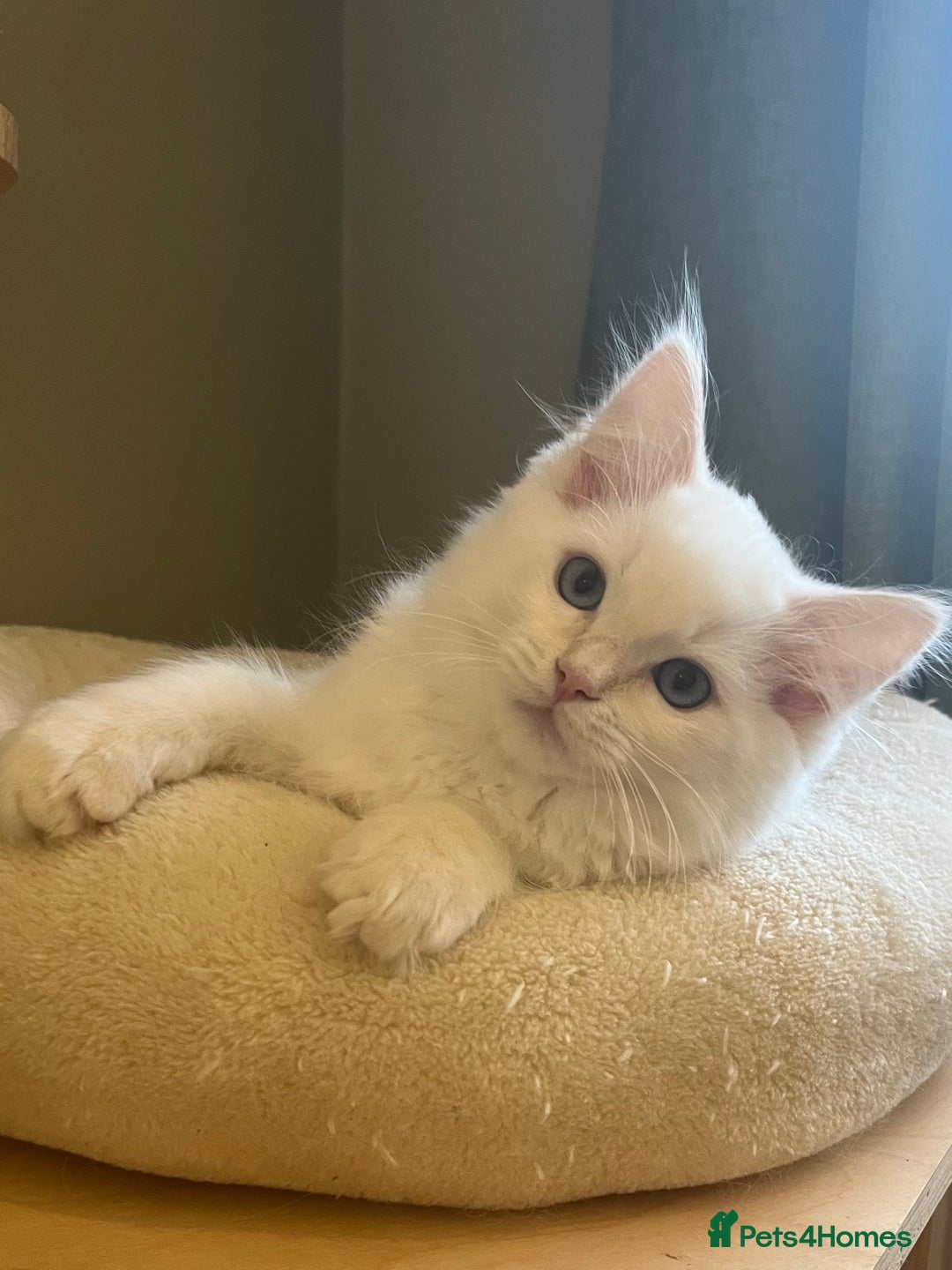 Ragdoll cats for sale: Cream point boy ready now in Lincoln - Image 12