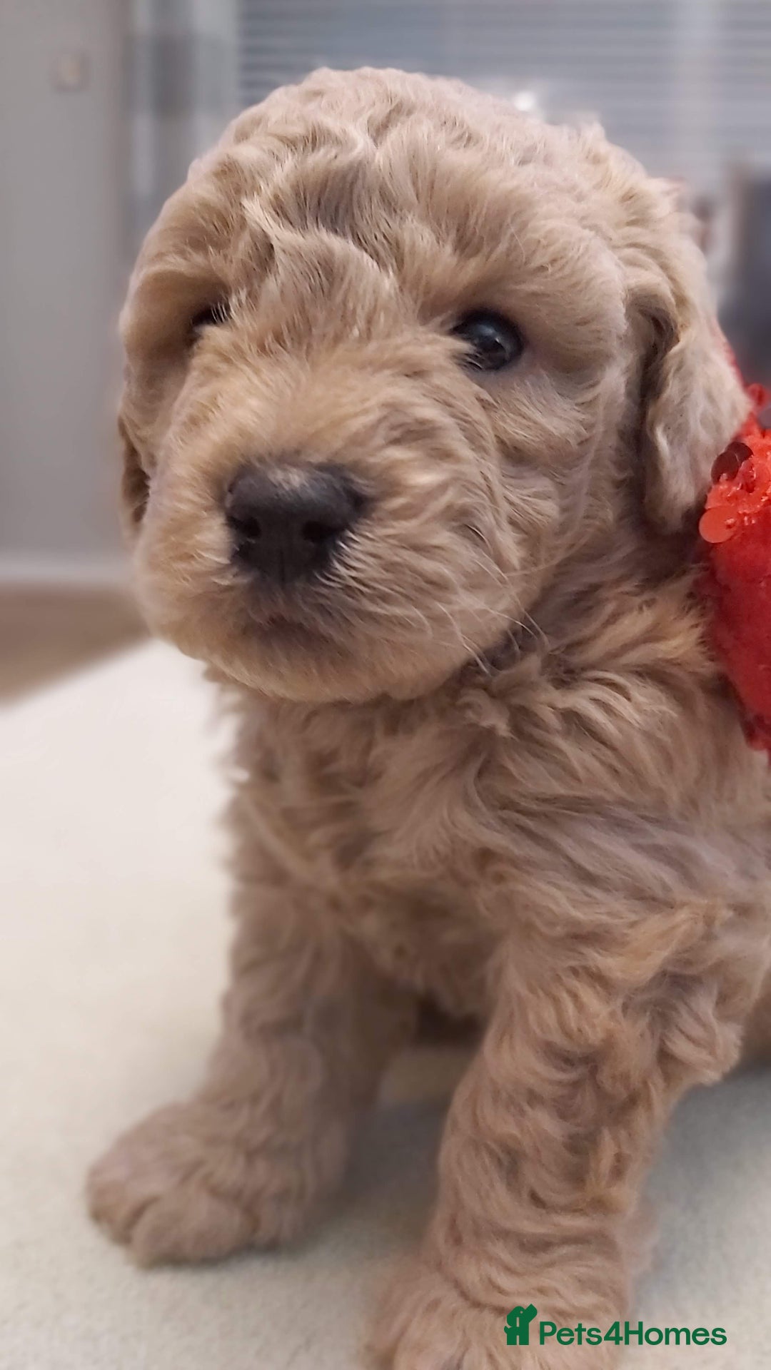 Cavapoochon dogs for sale: Cavapoochon boy  - Advert 2