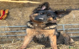 German Shepherd dogs for sale: German shepherd puppy  - Image 9