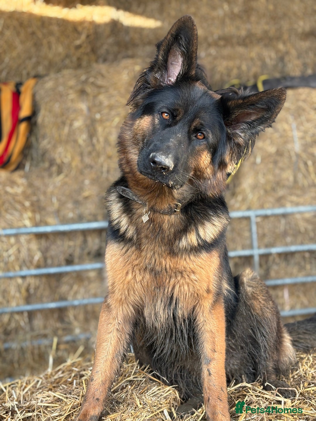 German Shepherd dogs for sale: German shepherd puppy  - Image 9