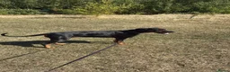 Dobermann dogs for sale: Oxy Doberman  in Bristol - Advert 2