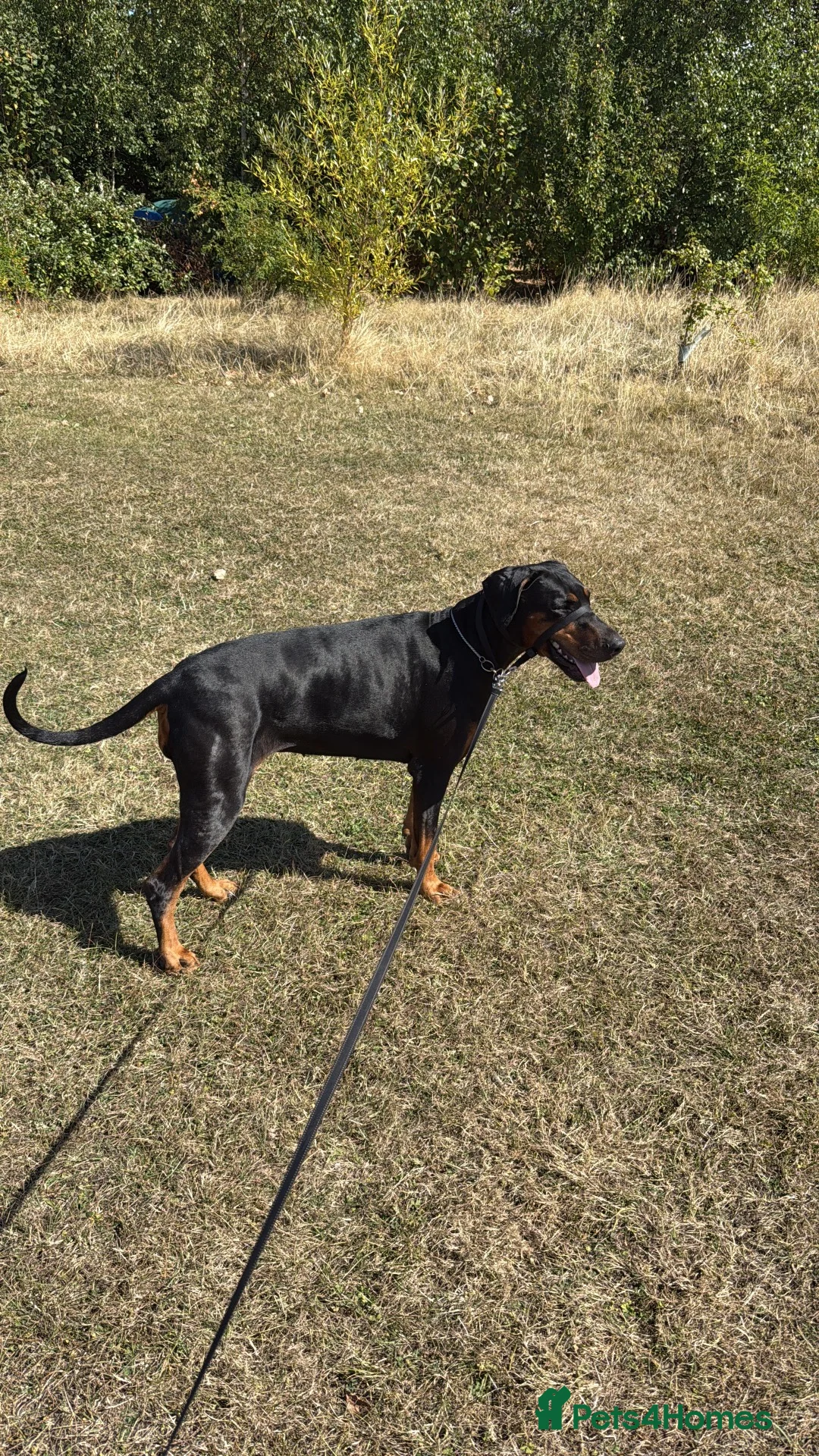 Dobermann dogs for sale: Oxy Doberman  in Bristol - Advert 2
