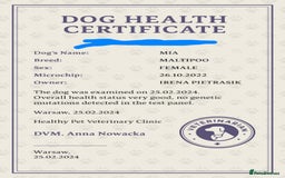 Maltipoo dogs for sale: Maltipoo  - Image 16