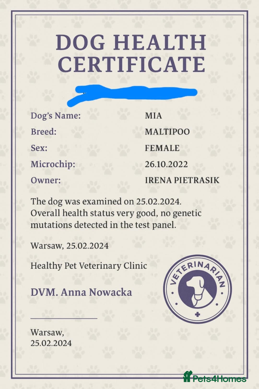 Maltipoo dogs for sale: Maltipoo  - Image 16