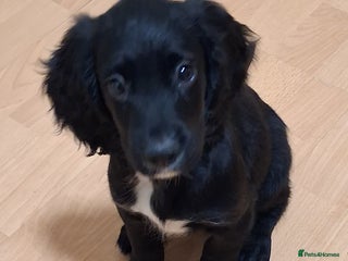 Cocker Spaniel dogs Last female stunning kc reg cocker spaniels left - Advert 4