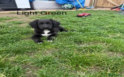 Mixed Breed dogs for sale: Beautiful Doberman X springer spaniel pups in Hawick - Image 37