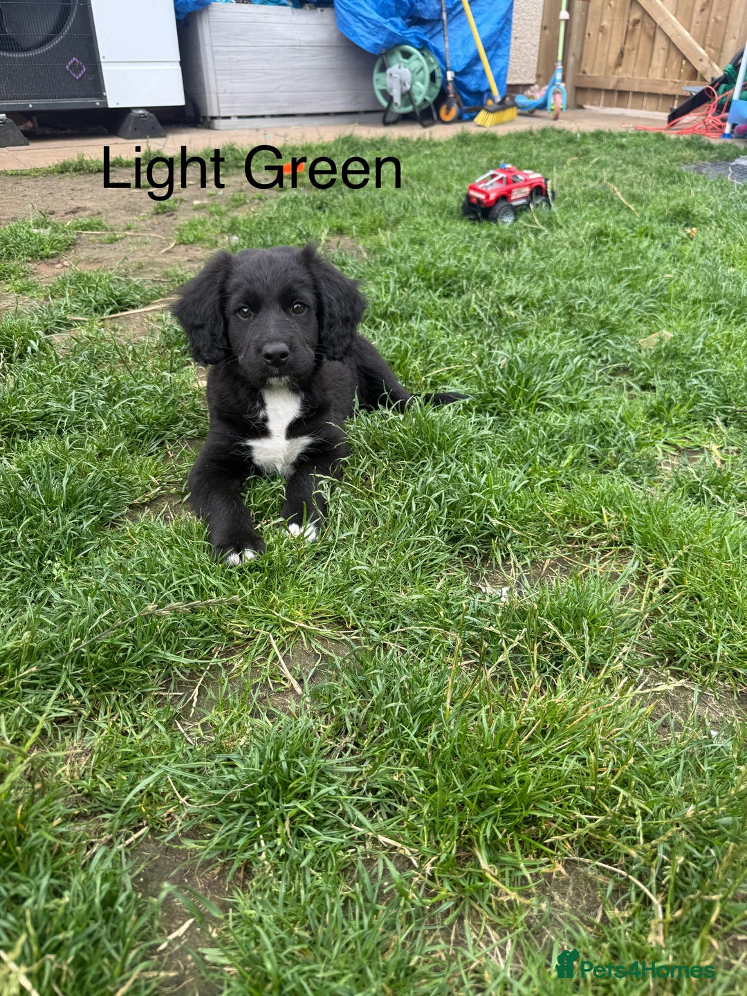 Mixed Breed dogs for sale: Beautiful Doberman X springer spaniel pups in Hawick - Image 37