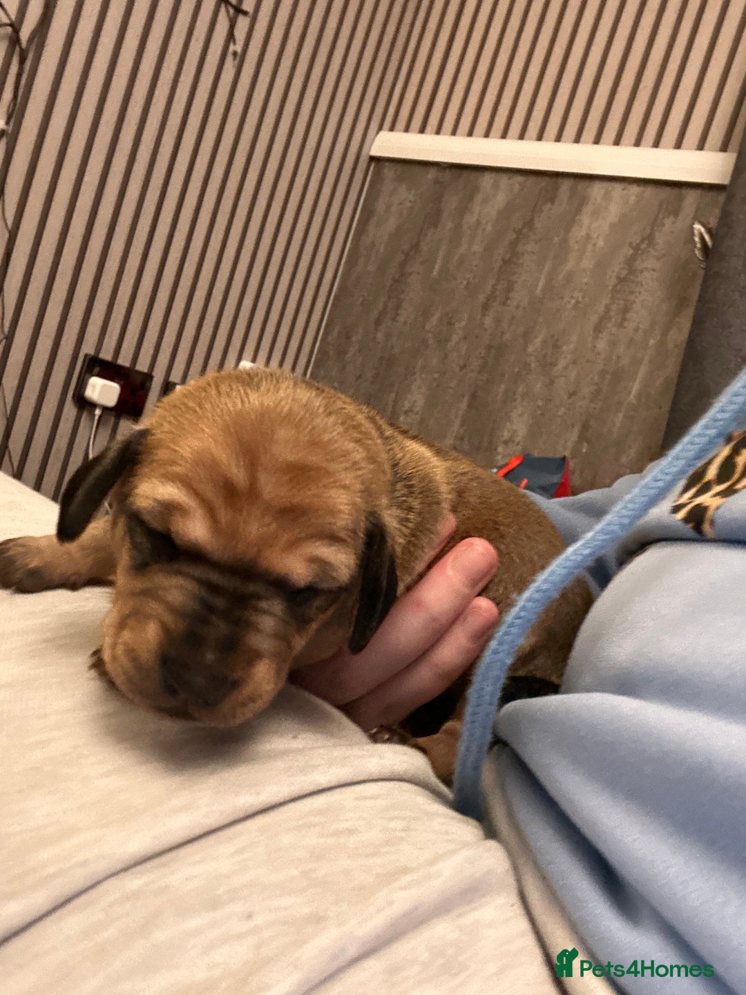 Dachshund dogs for sale: Litter of 8 beautiful dachshund puppies🩵🩷 - Advert 4