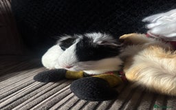 Guinea Pig rodents for sale: 2 beautiful funky girls - Advert 9