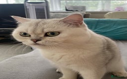 Ragdoll cats for sale: Lovely Ragdoll looking for lovely family - Advert 33