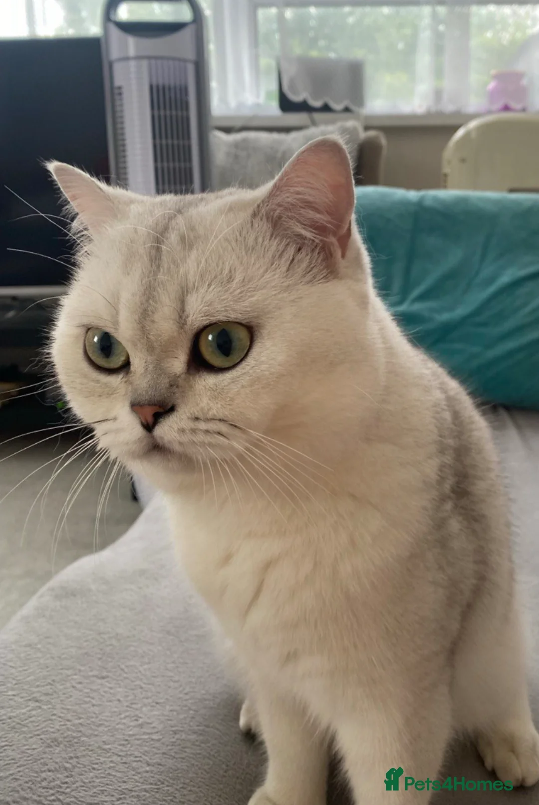 Ragdoll cats for sale: Lovely Ragdoll looking for lovely family - Advert 32