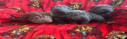 Shar Pei dogs for sale: Kc registered Shar pei babies too quality  - Advert 8