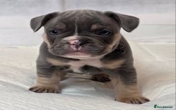 French Bulldog dogs for sale: TOP QUALITY KC REG FRENCHIES AVAILABLE  - Image 11