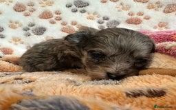 Maltipoo dogs for sale: F1 Toy Maltipoos - Image 37