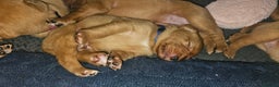 Labrador Retriever dogs for sale: KC Fox Red Labrador Puppys - Advert 14