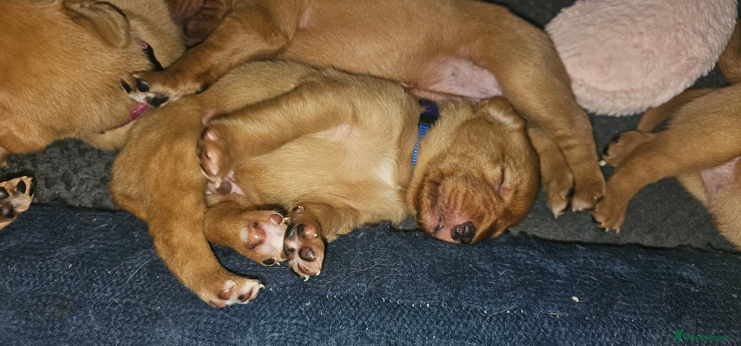 Labrador Retriever dogs for sale: KC Fox Red Labrador Puppys - Advert 14