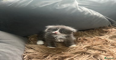 Scottish Fold cats - Advert 2