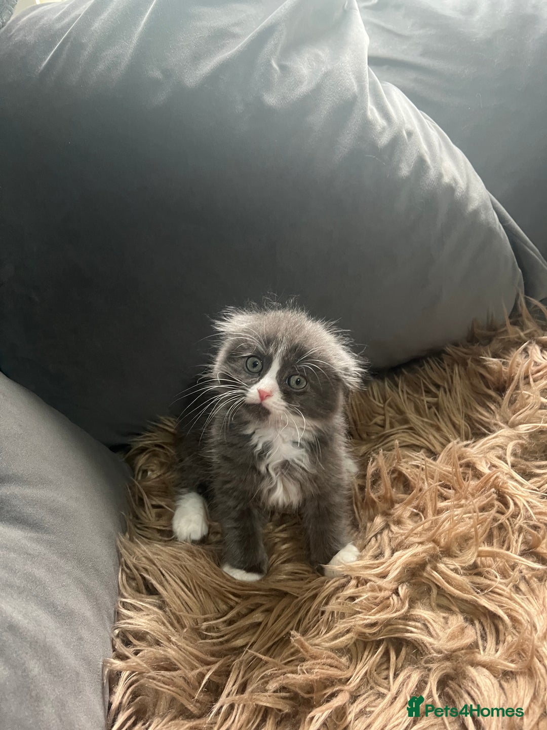 Scottish Fold cats for sale: Beautiful Scottish fold🧸🌹 - Image 3