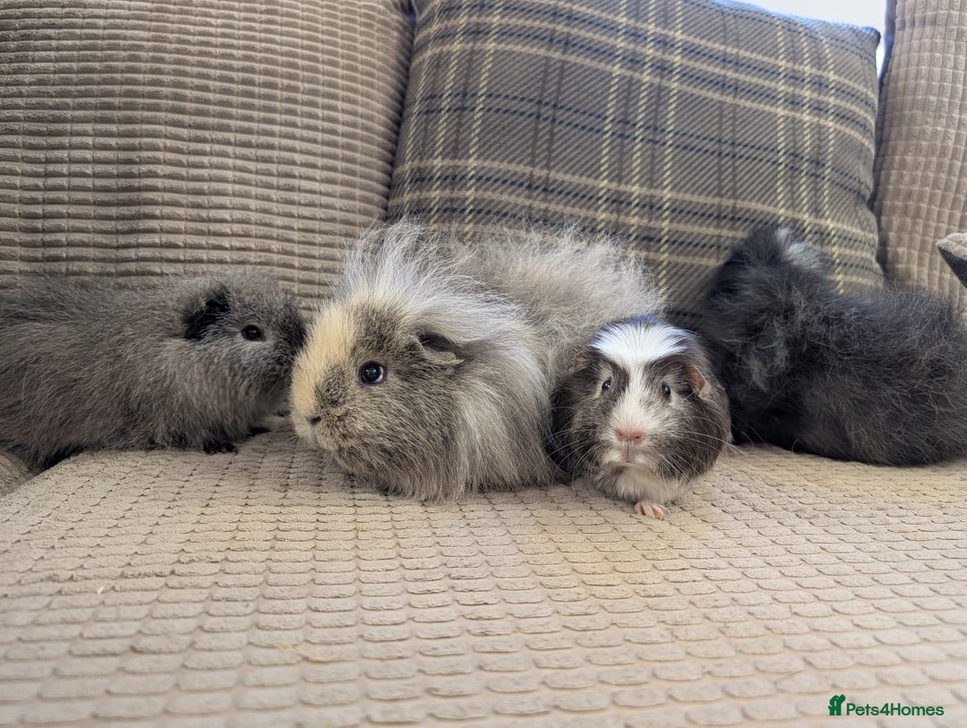 Guinea Pig rodents for sale: 4 female guinea pigs - Advert 11