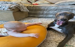 Whippet dogs for stud: Striking blue whippet stud in Banbury - Image 6