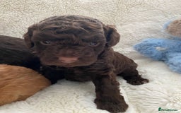 Cockapoo dogs for sale: Adorable cockapoo puppy’s  - Image 4